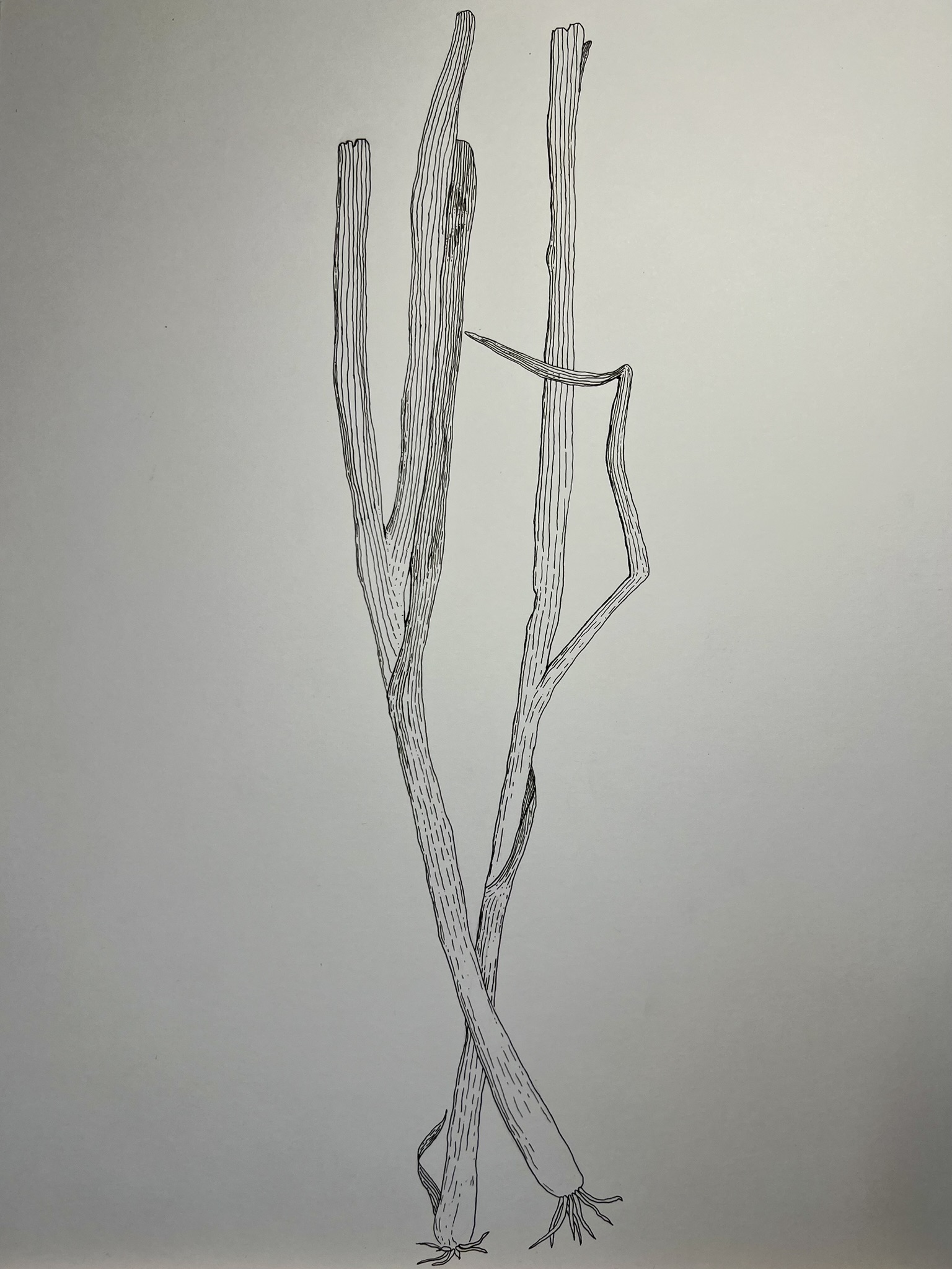 green-onion