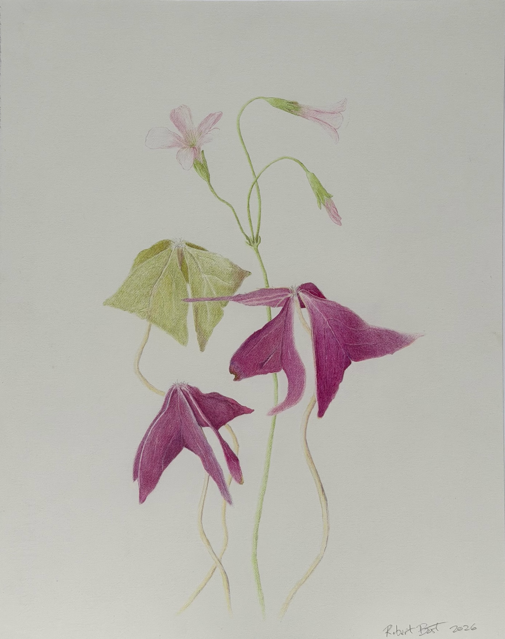 oxalis-triangularis